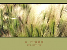 ԭ羰PPTģ