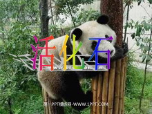 ʯPPTѧμ3
