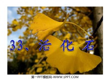 ʯPPTѧμ4