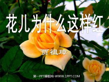 Ϊʲô졷PPTμ4