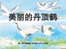 ĵסPPTμ6