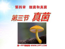 ϸPPTμ4