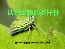 ʶĶԡPPTμ