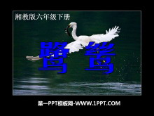 𸡷PPTμ