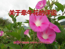 ǣţۡPPTμ2