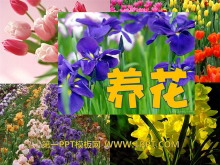 PPTμ11