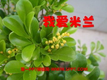 ҰPPTμ2